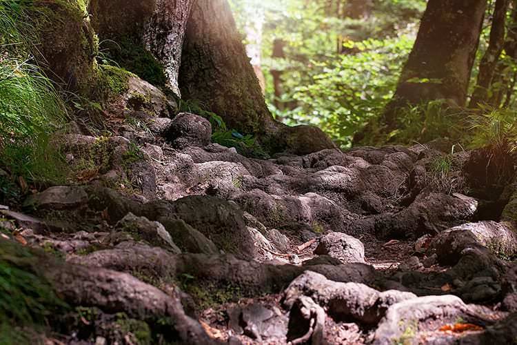 W Wietrznie powstanie ścieżka historyczno-przyrodnicza
