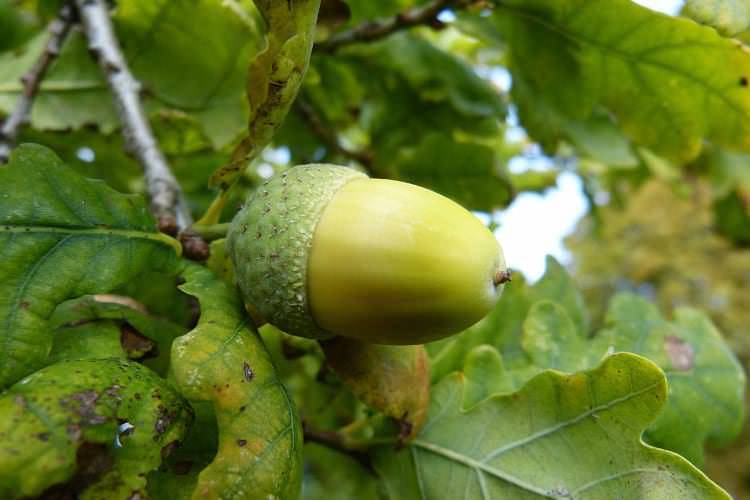 Radio Zet rozda mieszkańcom Krosna sadzonki dębu