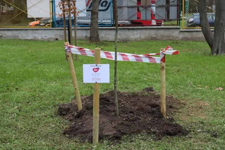 Dąb Radia ZET rośnie już w Krośnie