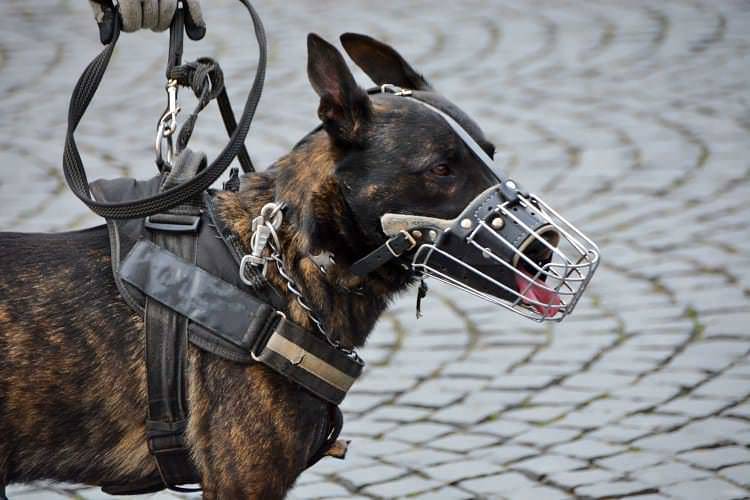 Pies podjął trop i doprowadził policjantów do zaginionego mężczyzny