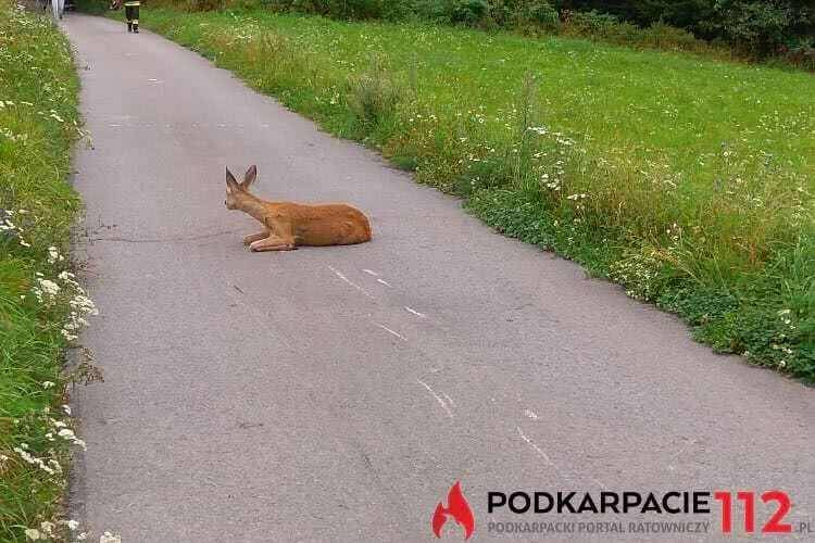 Motocyklista ucierpiał po zderzeniu z sarną