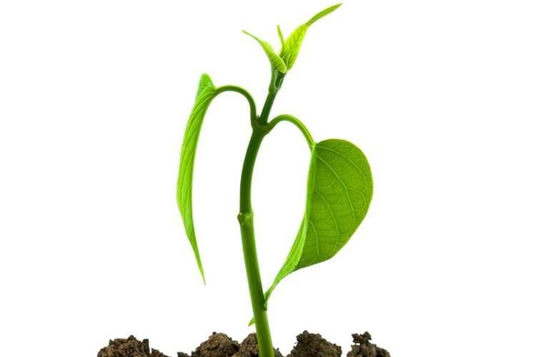Ziemia Polska - Producent naturalnych środków poprawiających jakość gleby