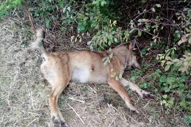 Kłusownik zastrzelił wilka