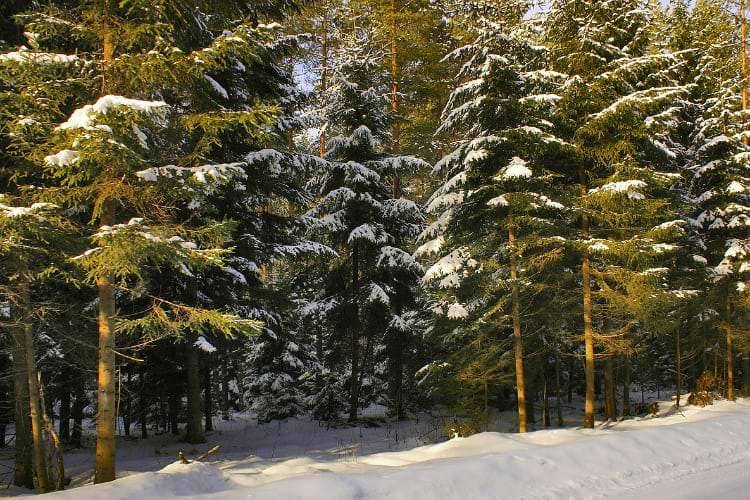 Przedświąteczna akcja "Choinka-17"