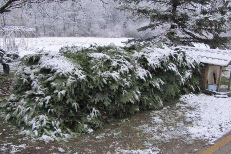 Przedświąteczna akcja "Choinka-17"