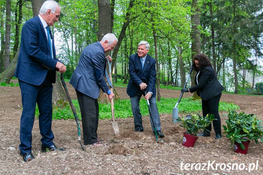 Zasadzili rododendrony przyjaźni