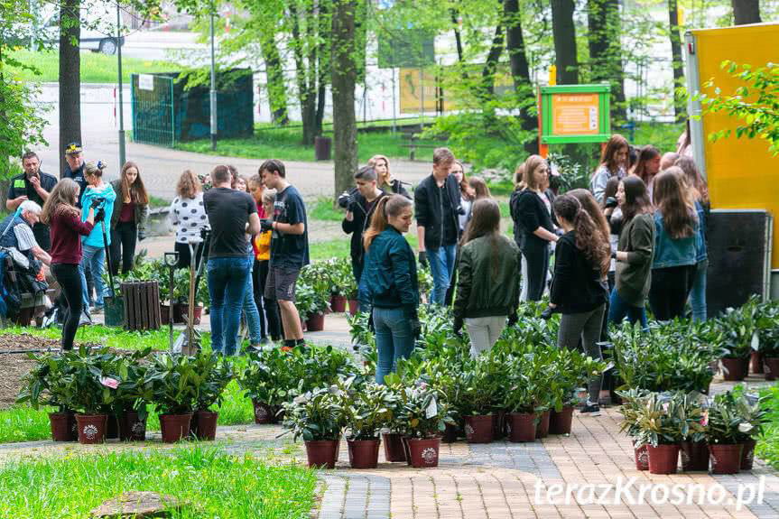 Zasadzili rododendrony przyjaźni