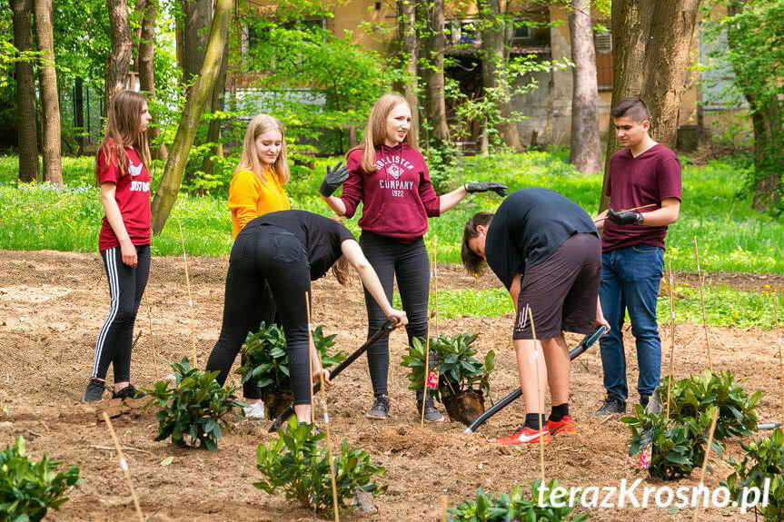 Zasadzili rododendrony przyjaźni