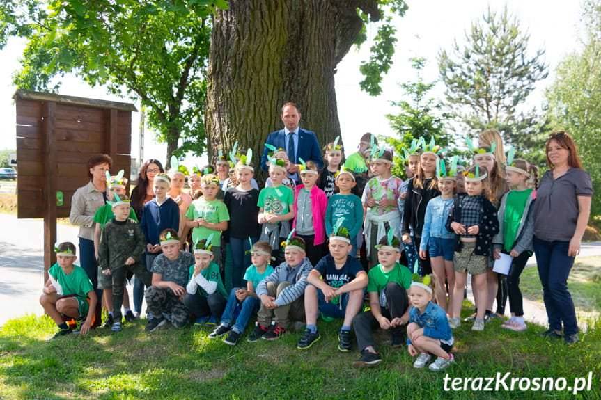 "Ustrobniak" wśród finalistów konkursu Drzewo Roku 2018