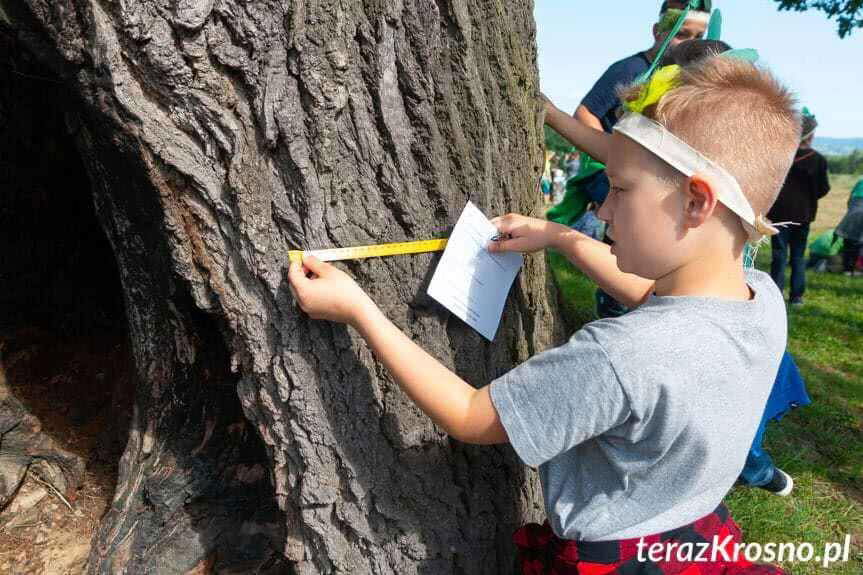 "Ustrobniak" wśród finalistów konkursu Drzewo Roku 2018
