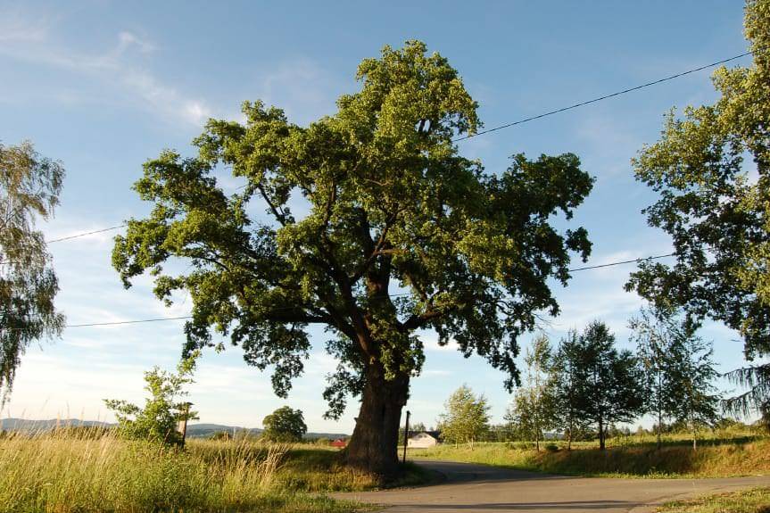Dąb Ustrobniak czeka na Twój głos