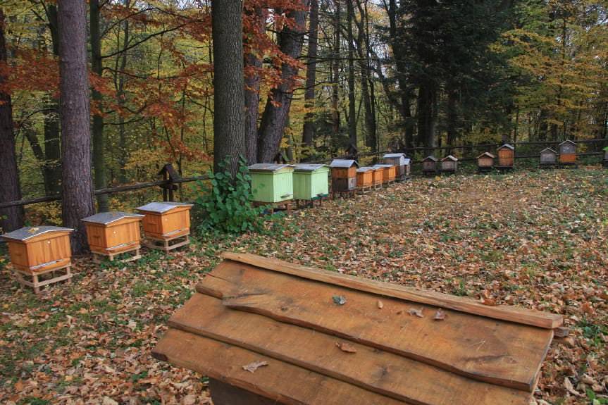 Pszczelarze posadzili "krąg mocy"