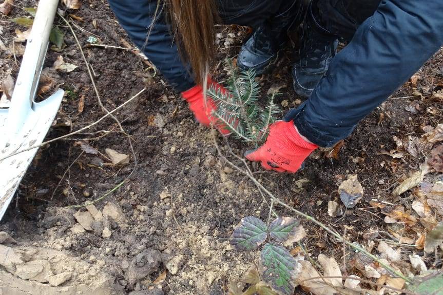 Sadzenie drzew w lasach rozpoczęło się na dobre