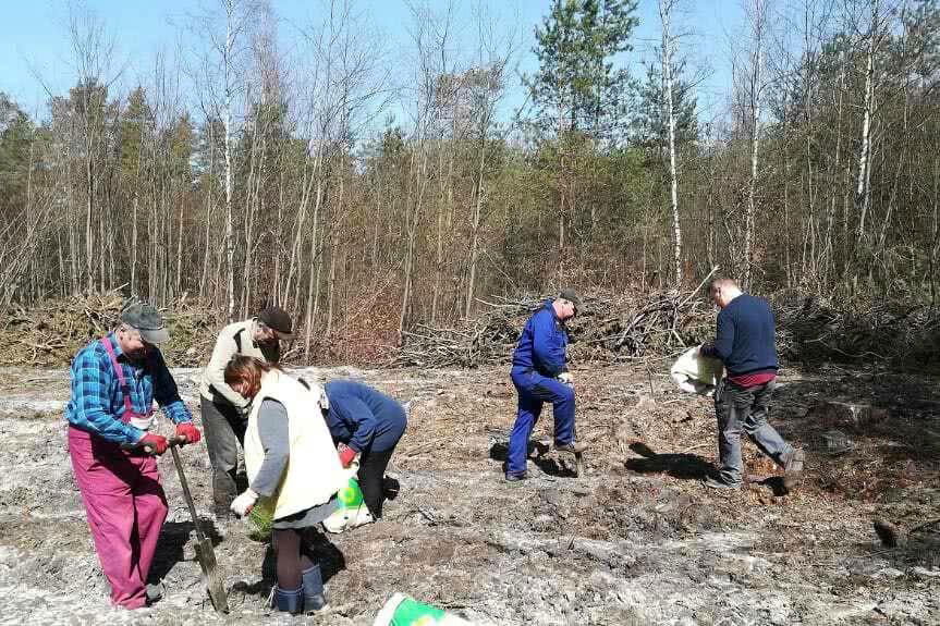 Sadzenie drzew w lasach rozpoczęło się na dobre