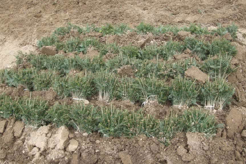 Sadzenie drzew w lasach rozpoczęło się na dobre