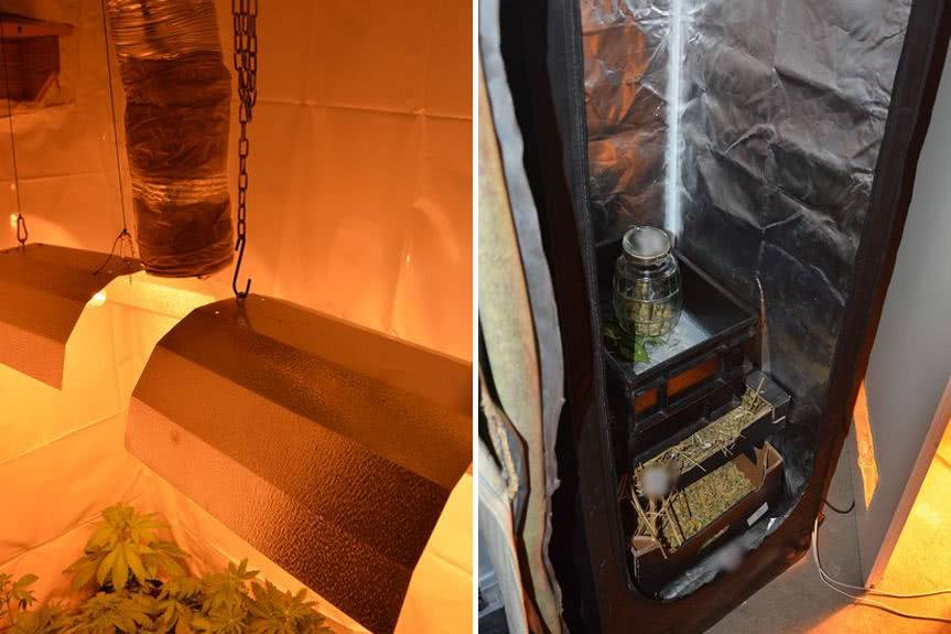 Plantacja konopi indyjskich zlikwidowana, zabezpieczono 2 kg marihuany