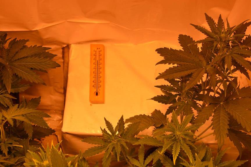 Plantacja konopi indyjskich zlikwidowana, zabezpieczono 2 kg marihuany