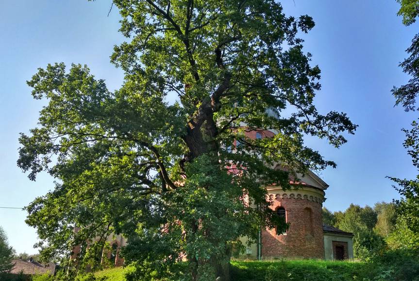Dąb Jagiellon walczy o tytuł Drzewo Roku 2019