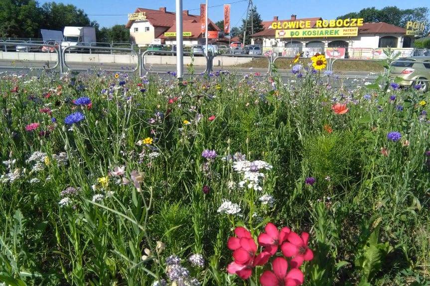 Naturalna łąka kwietna na skrzyżowaniu w Krośnie
