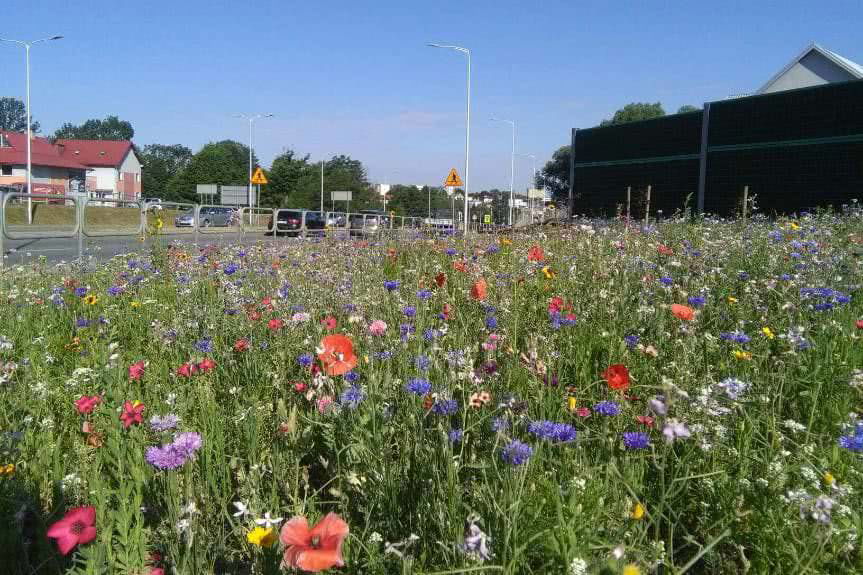 Naturalna łąka kwietna na skrzyżowaniu w Krośnie