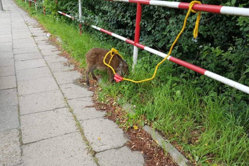 REGION. Dzik wstrzymał ruch