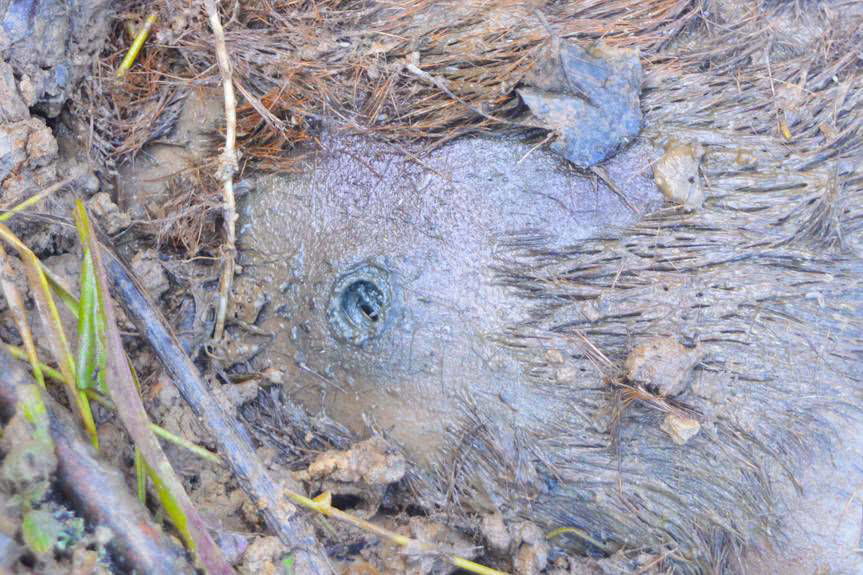 REGION. Zabił jelenia, odciął mu głowę. Kłusownik poszukiwany