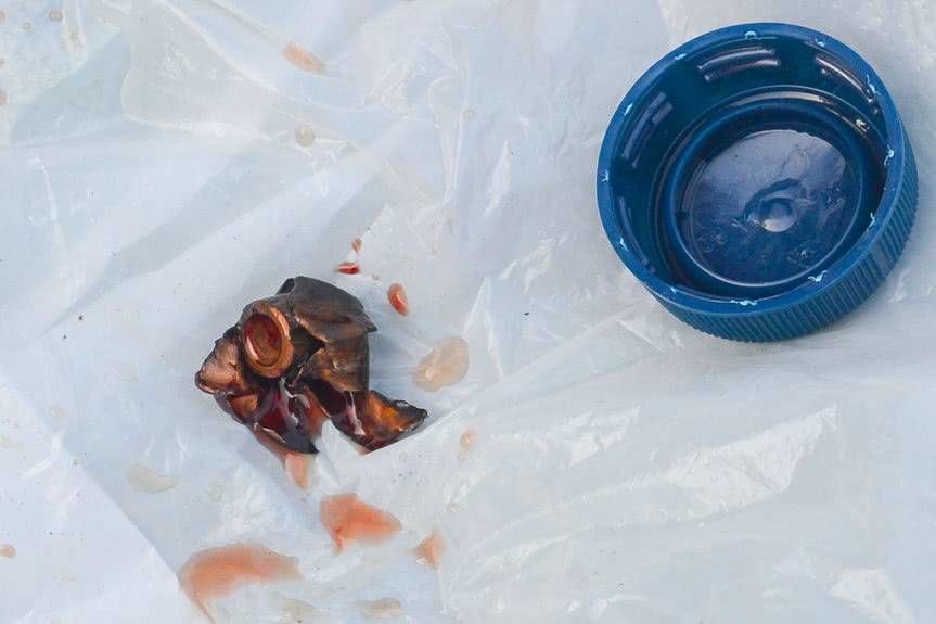 REGION. Zabił jelenia, odciął mu głowę. Kłusownik poszukiwany