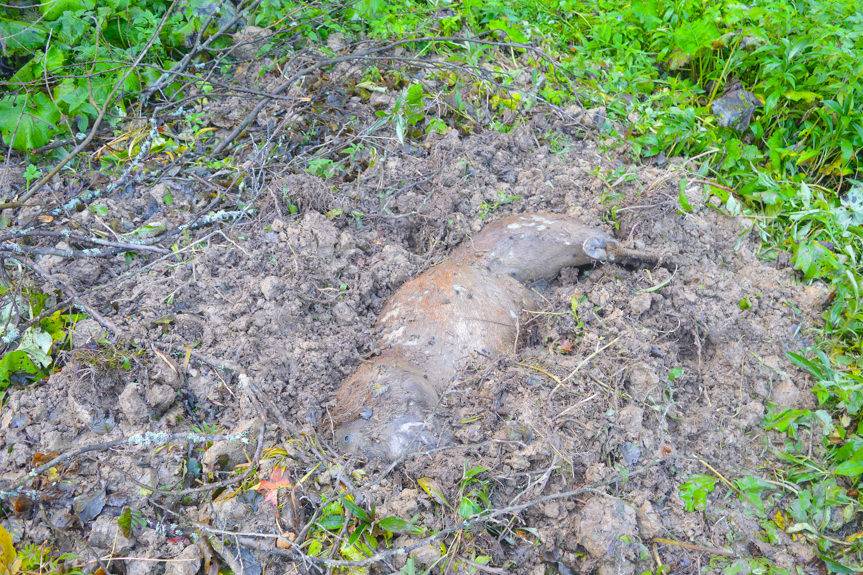 REGION. Zabił jelenia, odciął mu głowę. Kłusownik poszukiwany