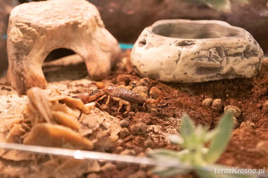 Wystawa żywych pająków i skorpionów