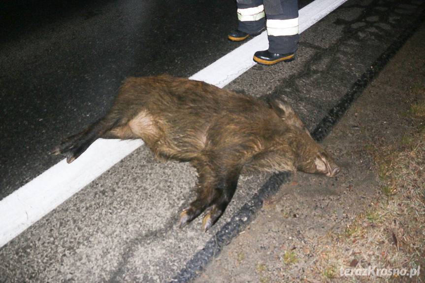 Zderzenie z dzikami w Iwoniczu