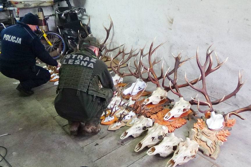 REGION. Wnykarz złapany, działał na dużą skalę