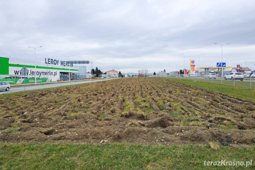 Słoneczniki powitają w Krośnie