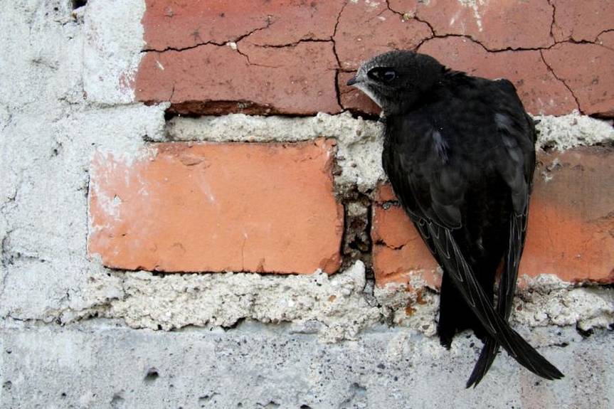 W walce z komarami pomogą jerzyki