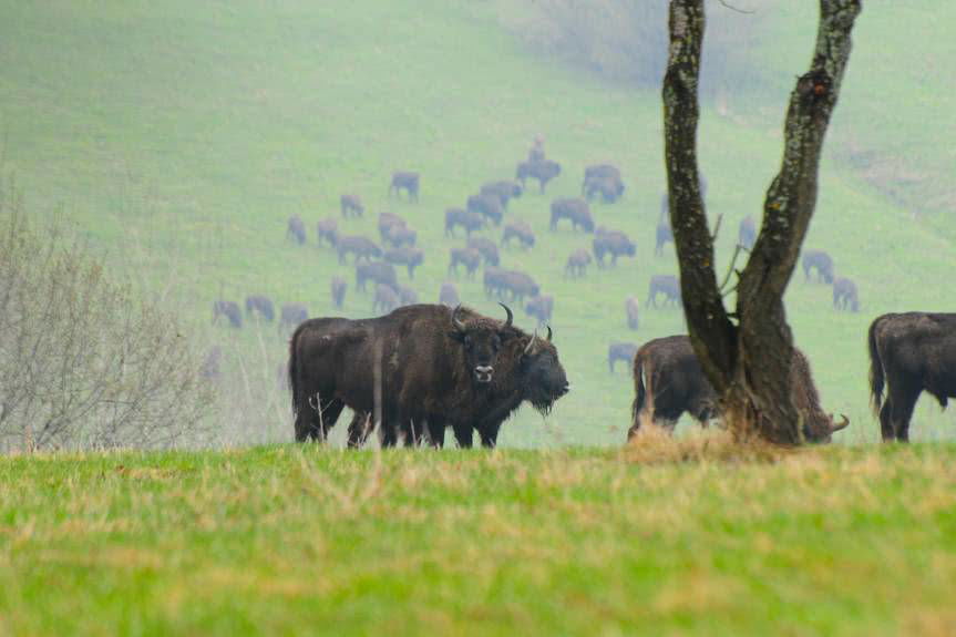 Ile żubrów żyje w Bieszczadach?
