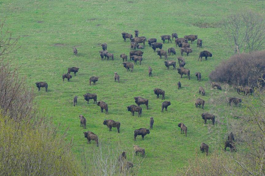 Ile żubrów żyje w Bieszczadach?