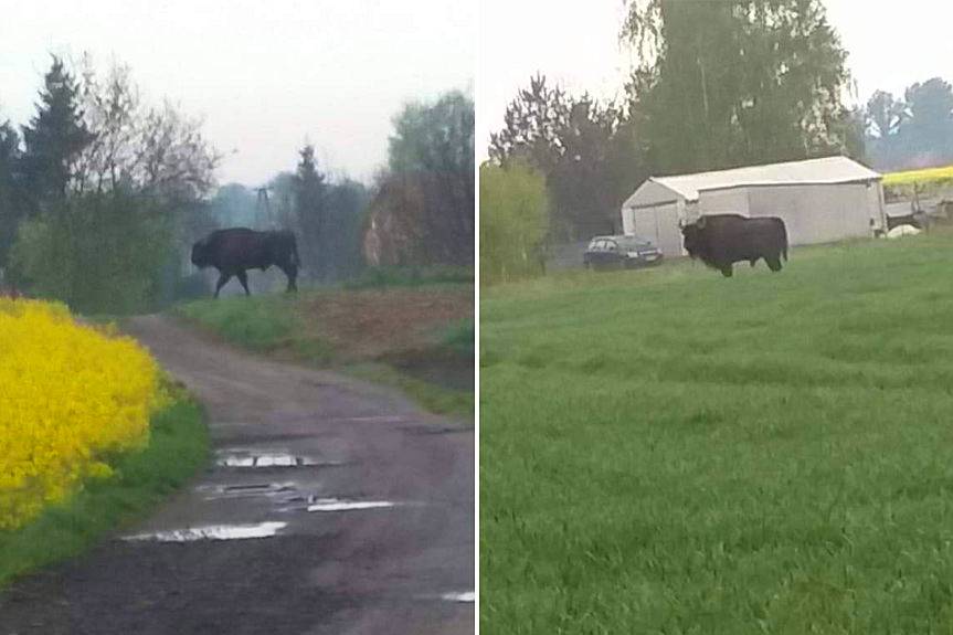 Żubr zwiedza Podkarpacie. Czy widziałeś Pumigranta?