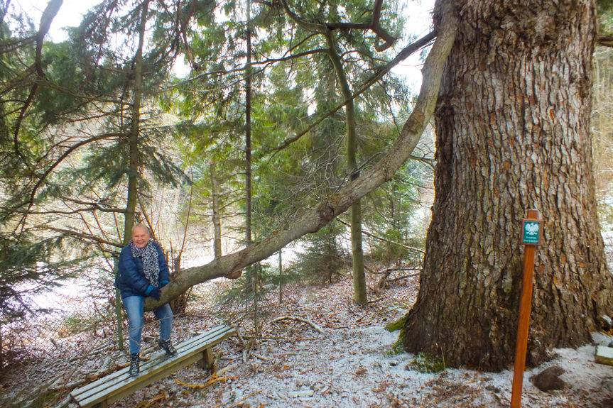 REGION. Jodła Elżbieta z Mucznego czeka na Twój głos