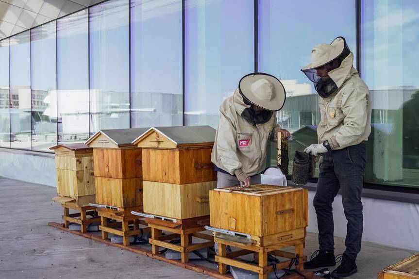 Pszczoły na dachu VIVO! Krosno