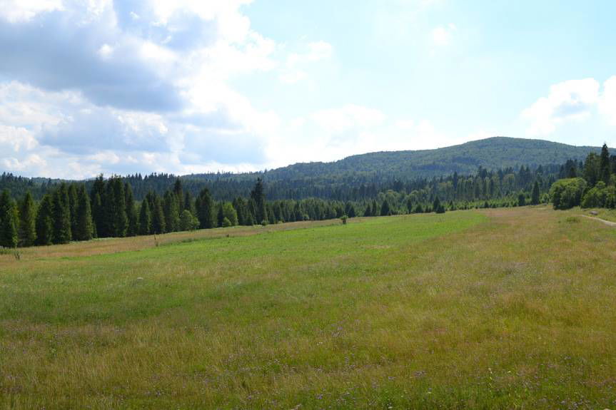 REGION. Leśne sianokosy w Bieszczadach