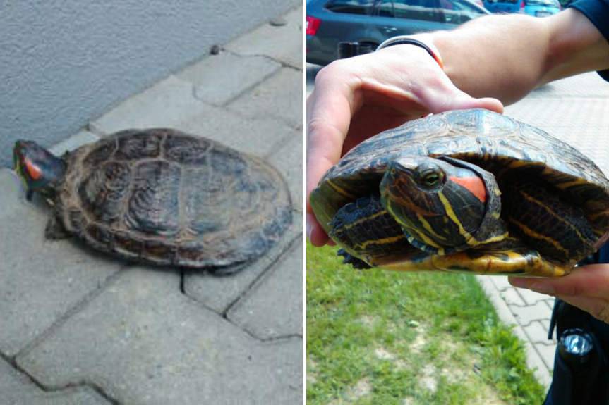 Poszukiwany właściciel żółwia