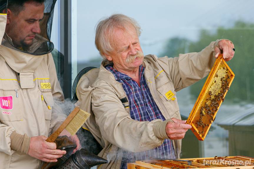 Miodobranie na dachu VIVO! Krosno