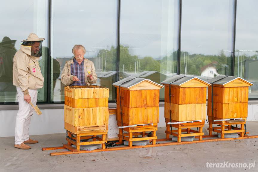 Miodobranie na dachu VIVO! Krosno