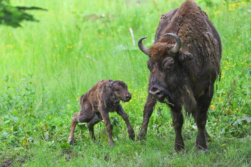 REGION. Pumiłka, Pucarynka, Puhenio - młode żubry z Mucznego
