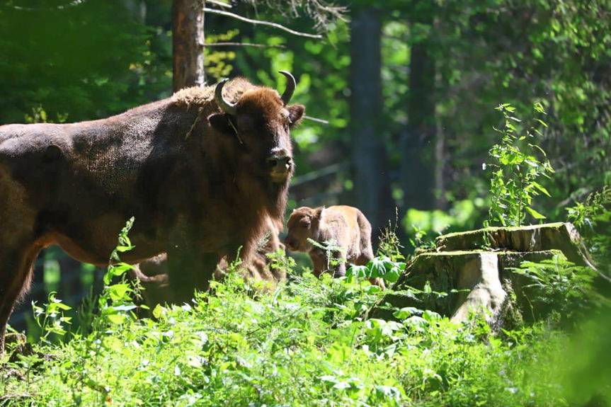 REGION. Pumiłka, Pucarynka, Puhenio - młode żubry z Mucznego