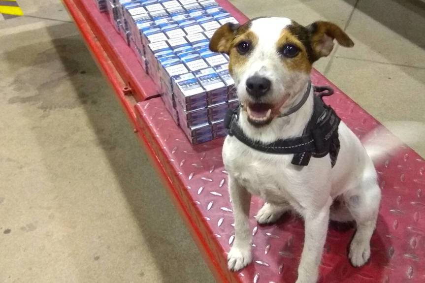 REGION. Lucy na tropie lewych papierosów