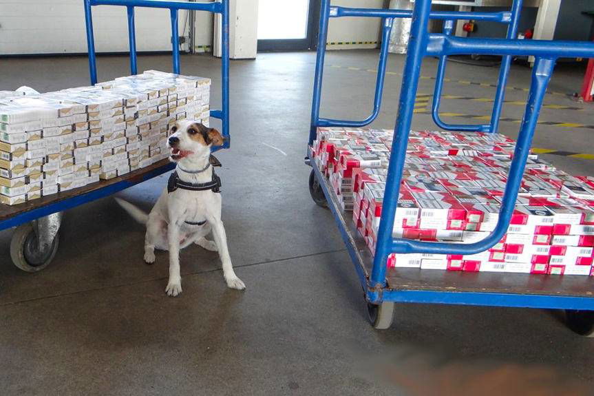 REGION. Lucy na tropie lewych papierosów