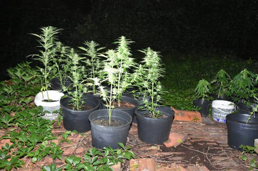 REGION. Policjanci zlikwidowali dwie uprawy konopi indyjskich