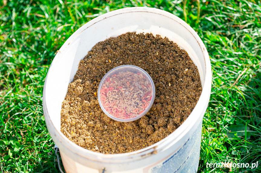 Wędkarze łowili ryby na Gliniance w Krośnie