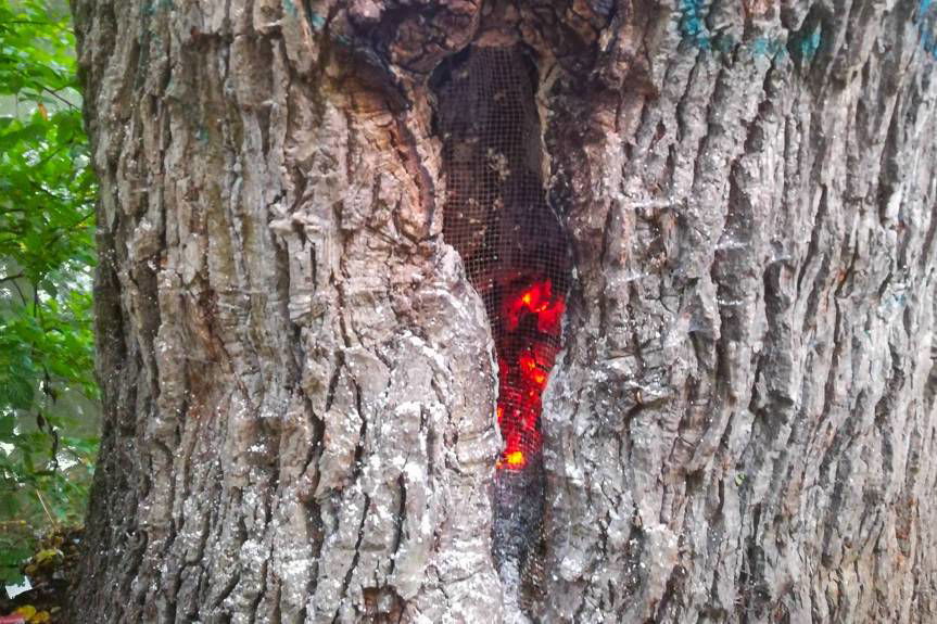 Palił się dąb Wincenty w Krościenku Wyżnym