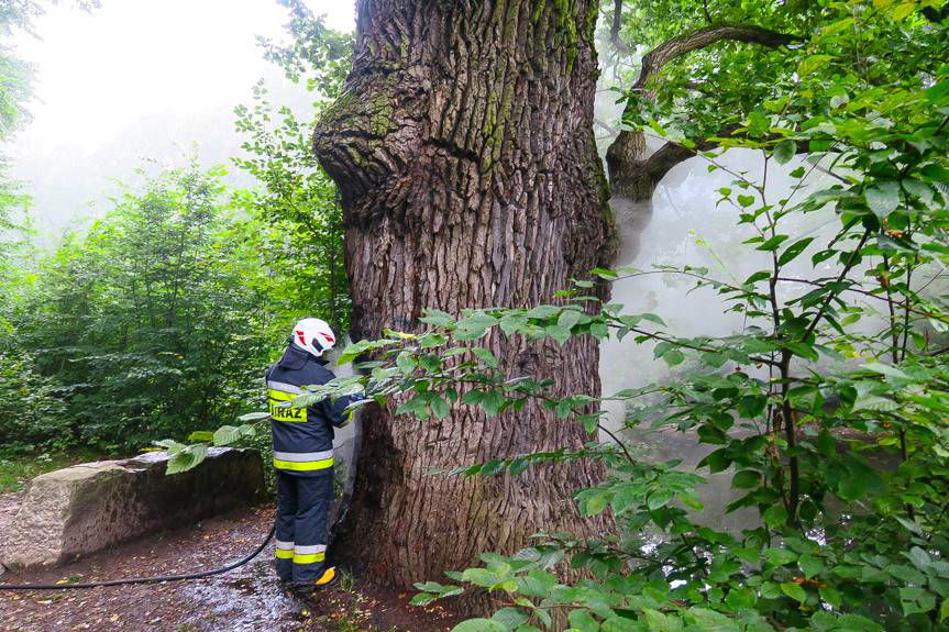 Palił się dąb Wincenty w Krościenku Wyżnym